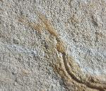 Leptolepides sprattiformis (BLAINVILLE 1818) - Bild © FossNet FossilienStore